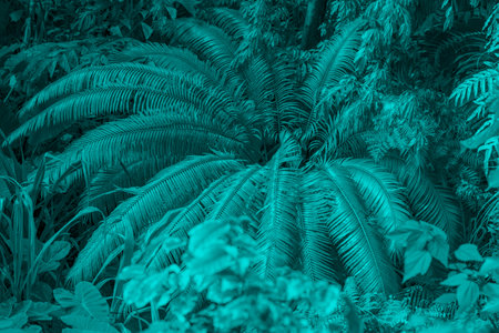 Lush tropical foliage of vibrant ferns in dense jungleの写真素材