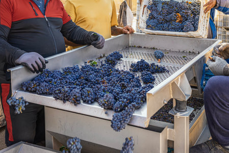 Winemaking process at vineyard. Group of workers manually sorts grapes on metal table at winery. Preparation process before wine productionの写真素材