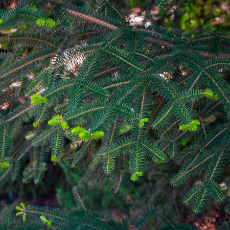 Young spruce branches with fresh green needles growing in sunlight. Evergreen foliage , natural background. Fluffy young branch Fir tree, Natural background of green conifer tree in springの写真素材