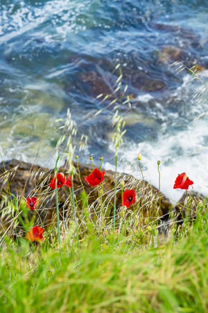 Bright red poppies blooming near coastal rocks with sea waves in background. Nature scene of wild flora and tranquil water, serene visual natural backgroundの写真素材