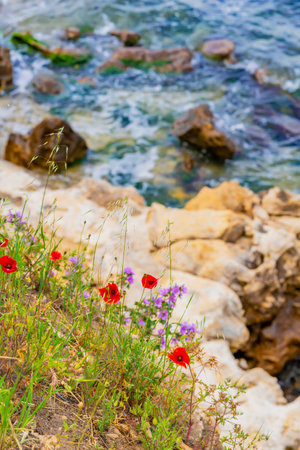 Red and purple wildflowers growing on coastal cliff above turquoise sea waves. Natural background of wild beauty. Mediterranean summer vibes from seaside landscapeの写真素材