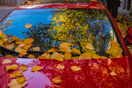 Autumn leaves on red car windshield in city. Yellow autumn leaves scattered across red car windshield reflecting trees, sky. Concept of seasonal contrast, urban autumn, bright reflective momentの写真素材