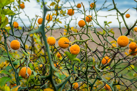 Poncirus, wild orange fruits growing on spiny citrus tree branches with sharp thorns. Bright autumn contrast of vibrant fruits and green leaves. Exotic agriculture and natural backgroundの写真素材