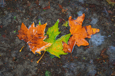 Colorful autumn leaves floating on wet ground after rain. Concept of seasonal change, fall nature...