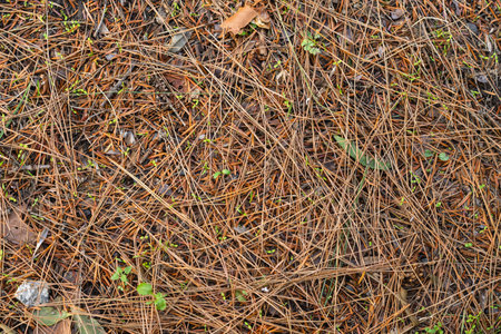Dry pine needles scattered across forest floor create natural textured background. Concept of forest...