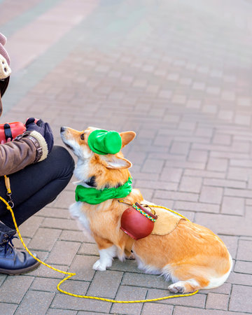 St. Patrick Day celebration. Corgi dog wearing small green hat sits next to owner on sidewalk during festive event. Playful holiday costume for animal in street gatheringの写真素材