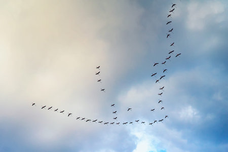 Birds flying in long formation across sky with clouds, seasonal migration movement, direction...