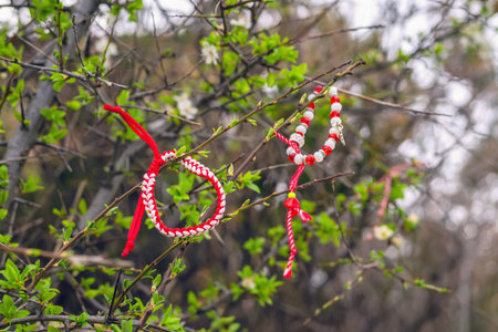 Martisor traditional Balkan symbol hangs on spring branch. Twirled Red White Cords. Folk tradition, making wishes by hanging Martisor, martenitsa tassels on tree branch. Cultural heritage, folkloreの写真素材