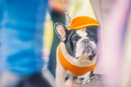 French bulldog dog wears orange cap and shirt while standing on leash near feet of its owner during event. Concept of dog costume, pet fashion, walking routine, breed show, companion care
