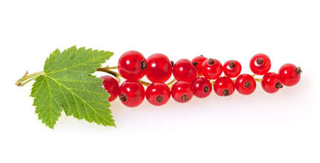 Red currant isolated on white background
