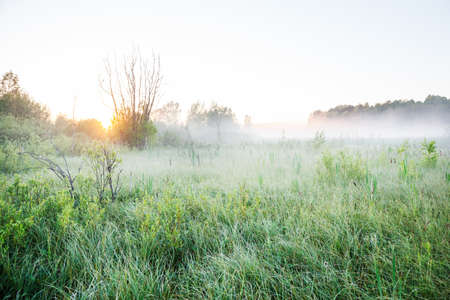 Mist on a bog at dawnの写真素材
