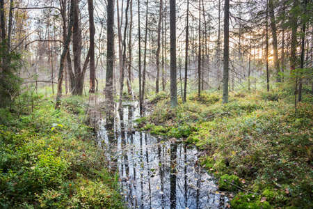Brook in autumn forestの写真素材