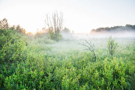Mist on a bog at dawnの写真素材