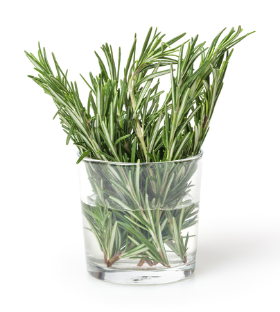 Fresh rosemary isolated on white backgroundの写真素材