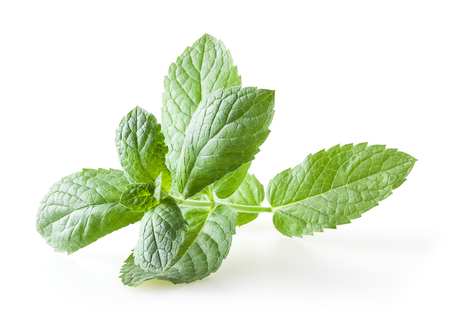 Fresh lemon balm leaves isolated on white backgroundの写真素材