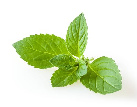 Fresh mint leaves isolated on white background