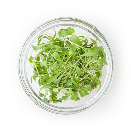 Micro greens coriander sprouts in glass bowl isolated on white backgroundの写真素材