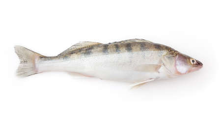 Fresh pike perch isolated on white background