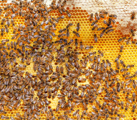 Bee honeycombs background with larvae in hive.