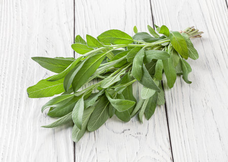 Bunch of fresh sage on white wooden backgroundの写真素材