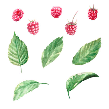 Ripe raspberry watercolor illustration isolated on white background for decoration, cards, printingの写真素材