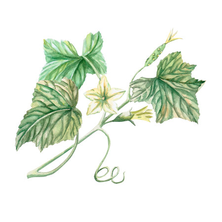 Branch with leaves and green cucumbers in watercolor illustration on a white background. Hand drawn illustration of cucumber branch for cookbooks, recipes and natural productsの写真素材