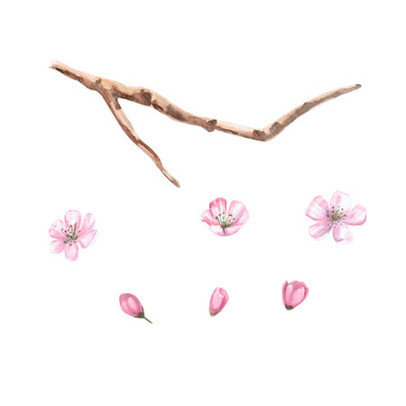 Set of apple tree branch and flowers in isolated watercolor illustration. Apple tree ingredients for food design, posters, fabric printing, packaging, autumn harvest illustrationの写真素材