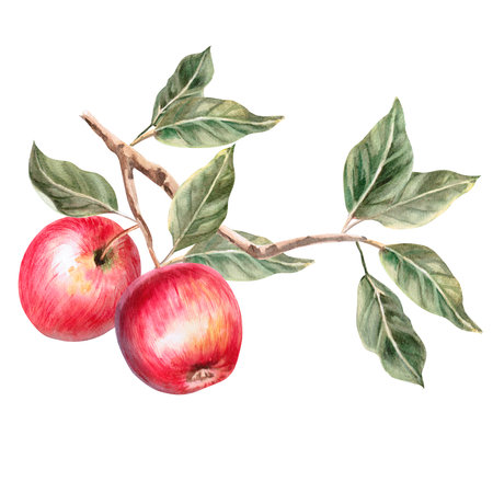 Branch with leaves and juicy red apples in isolated watercolor illustration. Fruits for organic food design, posters, fabric printing, packaging, autumn harvest illustration.の写真素材