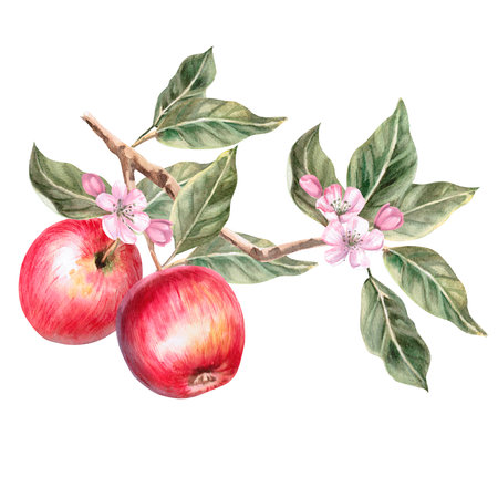 Blooming branch with juicy red apples in isolated watercolor illustration. Fruits for organic food design, posters, fabric printing, packaging, autumn harvest illustration.の写真素材