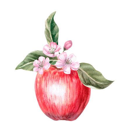Composition of whole red apple, flowers and leaves in isolated watercolor illustration. Fruit for organic food design, posters, fabric printing, packaging, autumn harvest illustrationの写真素材