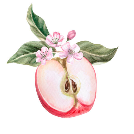 Composition of half of red apple, flowers and leaves in isolated watercolor illustration. Fruit for organic food design, posters, fabric printing, packaging, autumn harvest illustration.の写真素材