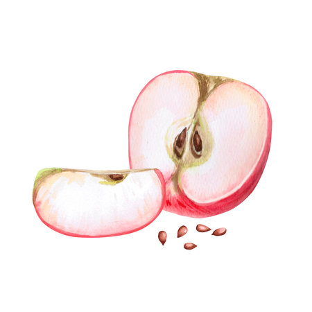 Half and slice of red apple with seeds in isolated watercolor illustration. Composition for organic product design, posters, fabric printing, packaging, autumn harvest illustration.の写真素材