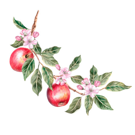Blooming apple tree branch with ripe apples on it. Isolated autumnal illustration for farm organic products design, juice packaging and posters. Autumn fruit harvest.の写真素材