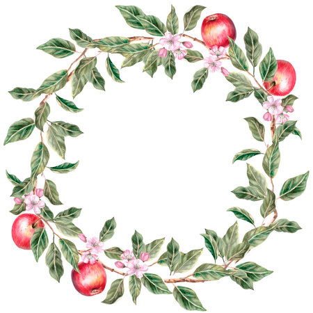 Wreath of apple tree branches with ripe fruits. Isolated watercolor illustration for farm fruit design, agricultural fairs, organic product packaging. Harvesting in the orchard.の写真素材