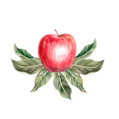Red ripe apple on casting background. Isolated watercolor illustration for farm fruit design, agricultural fairs, organic product packaging.の写真素材