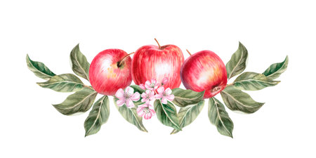 Composition of apples with leaves and pink flowers. Isolated watercolor illustration for farm fruit design, agricultural fairs, organic product packaging.の写真素材
