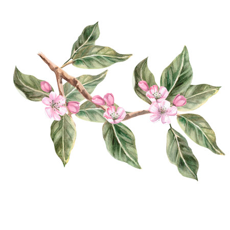 Blooming apple tree branch in isolated watercolor illustration. Apple tree branch for organic food design, posters, fabric printing, packaging, autumn harvest illustrationの写真素材