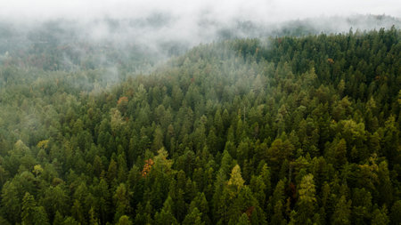 Spruce forest and clouds in Bavarian Alps, Germany. Aerial view from above, drone photo. Foggy morning landscapeの写真素材
