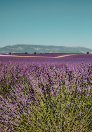 Lavender fields on rural background in Provence, France. Road, lines of purple flowers bushesの写真素材