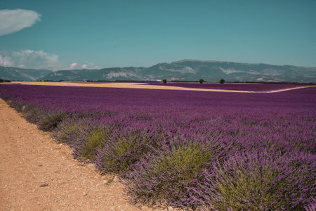 Lavender fields on rural background in Provence, France. Road, lines of purple flowers bushesの写真素材