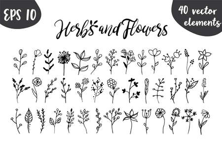 Herbal tea and floral doodle set. Vector hand drawn botanical illustration. Isolated objects on white. 40 design elements.のイラスト素材