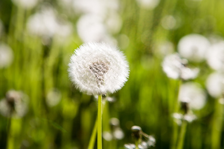 Dandelion on Field in Sunshine.の写真素材