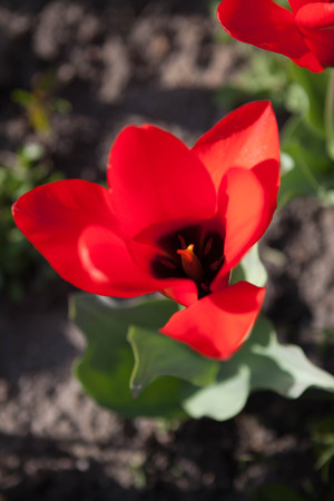 Red tulips in the garden. Closeup of beautiful red tulipsの写真素材