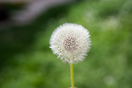 Dandelion with green Background.の写真素材