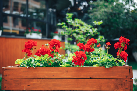 flowers grow in a large wooden pot on the street.の写真素材