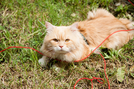 red cat sitting on green grass with leash.