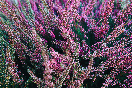 Mexican Bush Sage Salvia Leucantha flowers. Long purple flower in the garden.の写真素材