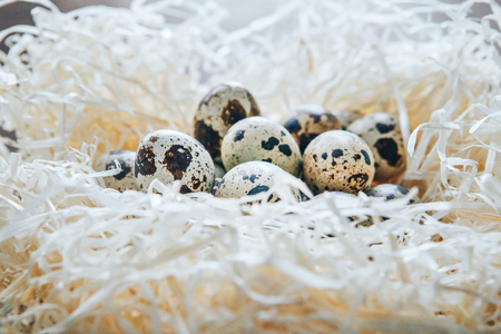 Quail egg in the nest. wood wool nest.の写真素材