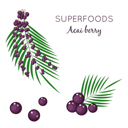 Set superfood acai berry, branches and leaves, Isolated on white background. Organic healthy food. Vector flat illustration.のイラスト素材