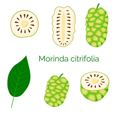 Set of morinda citrifolia, noni fruit, superfood, isolated on white background. Organic healthy food. Vector cartoon illustration.のイラスト素材